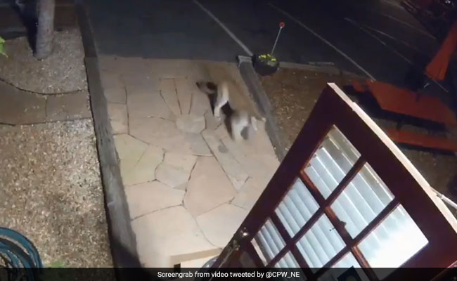 कैमरे में कैद : जब अमेरिका के मोटल में घुस आया एक शेर...