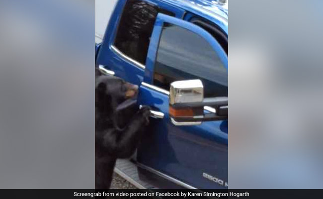 Watch: Hungry Bear Opens Car Door Like A Boss, Steals Food