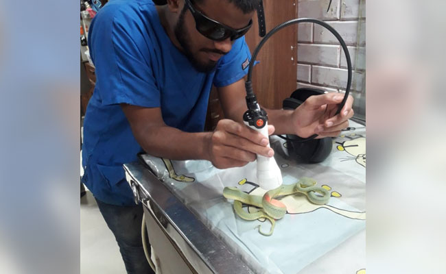 आखिर ऐसा क्‍या हुआ जो करना पड़ा सांप का MRI!