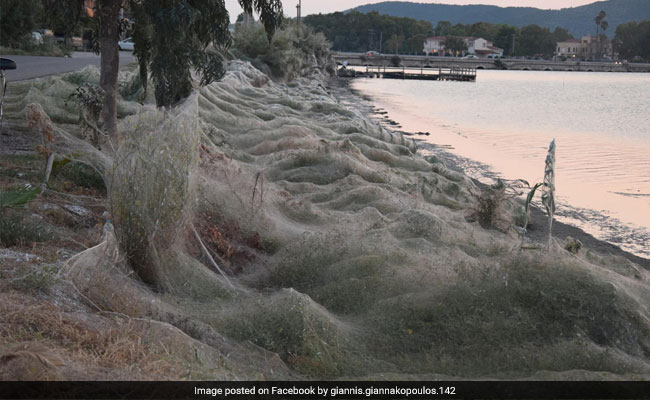 In Pics: A Greek Town Infested With Spiders, Covered In Giant Webs