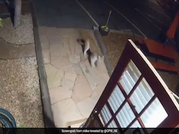 Caught On Camera: Mountain Lion Walks Into Colorado Motel Caught On Camera: Mountain Lion Walks Into Colorado Motel