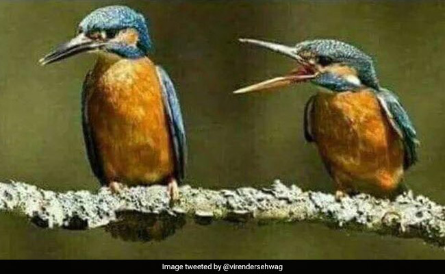 Asia Cup: India vs Pakistan से पहले वीरेंद्र सहवाग ने किया मज़ेदार ट्वीट, कहा - पति को पहचानो