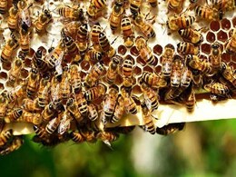 Maharashtra Teen Falls To Death From Hill While Escaping Bee Attack Maharashtra Teen Falls To Death From Hill While Escaping Bee Attack