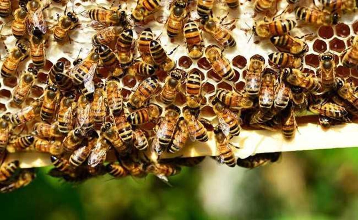Bee Attack Leaves 60 Students Injured In Tripura