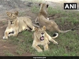गुजरात के गिर में शेरों की मौत का सिलसिला जारी, 21 दिनों में 23 शेरों की मौत गुजरात के गिर में शेरों की मौत का सिलसिला जारी, 21 दिनों में 23 शेरों की मौत