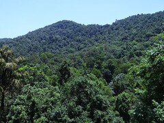 Court Asks Jharkhand To Notify Parts Of Saranda Forest As Wildlife Sanctuary