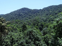 Court Asks Jharkhand To Notify Parts Of Saranda Forest As Wildlife Sanctuary