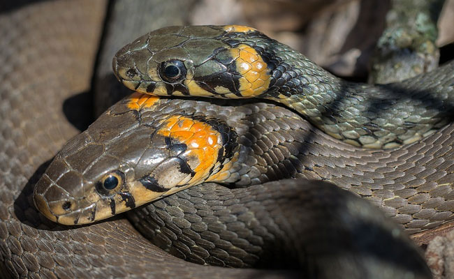 Man Flies From Germany To Russia... Carrying 20 Live Snakes In Hand Luggage