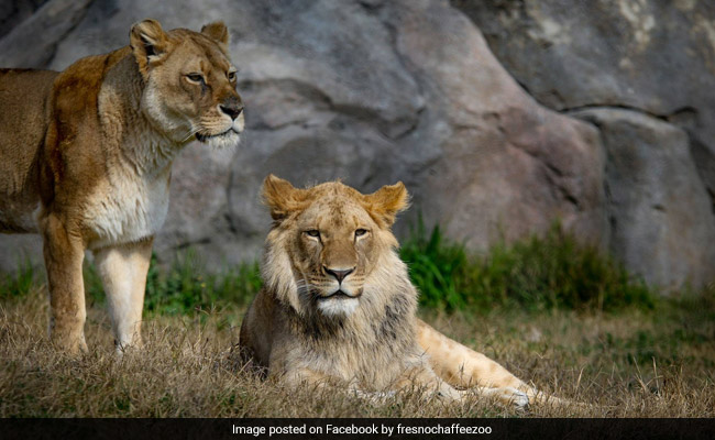 Rs 20 Crore On Cages For Lions, Wolves. But Zoo Doesn't Have These Animals