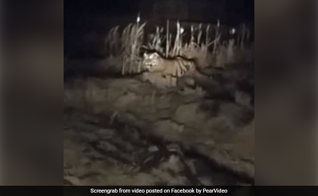 Farmer Finds Tiger Inside Rice Field. Watch