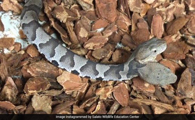 Rare Two-Headed Snake Found In Couple's Home, Now On Display For Public