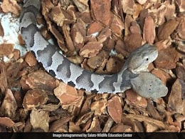 Rare Two-Headed Snake Found In Couple's Home, Now On Display For Public Rare Two-Headed Snake Found In Couple's Home, Now On Display For Public