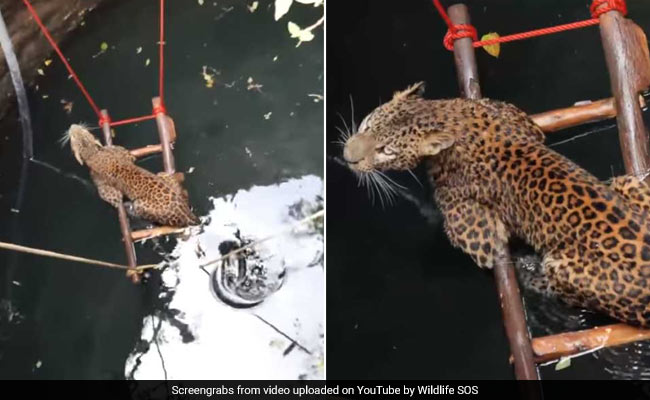 Watch: Leopard Rescued From Drowning In 30-Foot Well In Maharashtra
