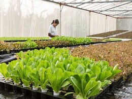 'Fully Organic' Sikkim Wins Top UN-Backed Award 'Fully Organic' Sikkim Wins Top UN-Backed Award