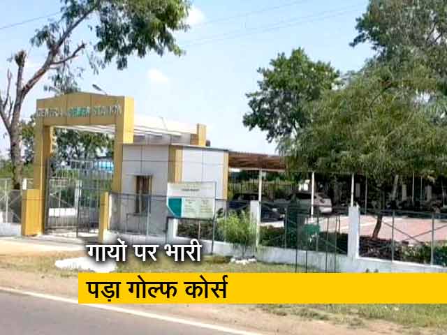 गायों की चारागाह पर शिवराज सरकार बनाएगी गोल्फ कोर्स