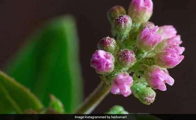 Diabetes: This Ayurvedic Herb May Help Manage Blood Sugar Levels