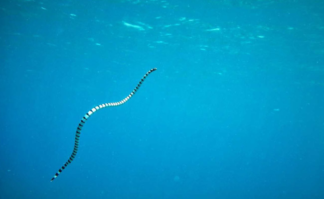 Venomous Sea Snake Bite Kills 23-Year-Old British Man In Australia