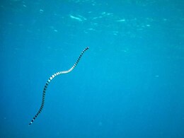 Venomous Sea Snake Bite Kills 23-Year-Old British Man In Australia Venomous Sea Snake Bite Kills 23-Year-Old British Man In Australia