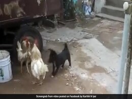 दो मुर्गों की लड़ाई के बीच आ गया कुत्ता, फिर हुआ कुछ ऐसा, वायरल हुआ VIDEO दो मुर्गों की लड़ाई के बीच आ गया कुत्ता, फिर हुआ कुछ ऐसा, वायरल हुआ VIDEO