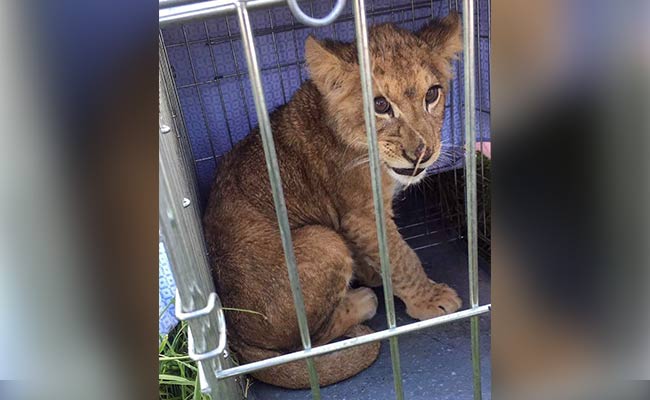 Jogger Finds Lion Cub In Cage, Abandoned In Middle Of Field
