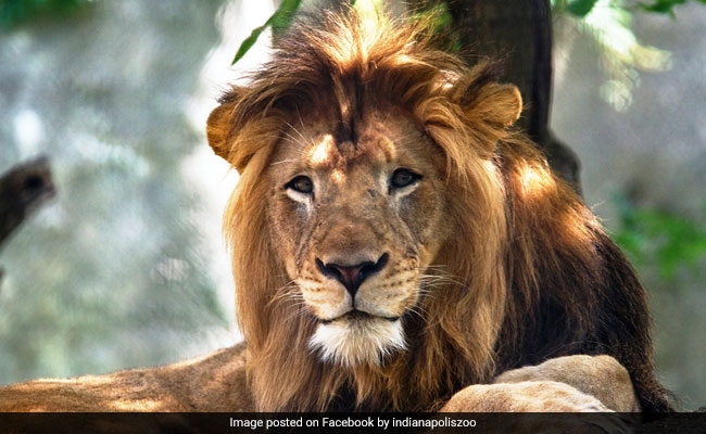 शेरनी ने खत्म किया शेर से 8 साल का रिश्ता, आखिरी सांस तक नहीं छोड़ी गर्दन, 3 बच्चों का था पिता