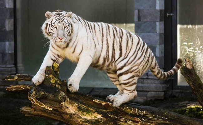 Delhi Zoo Confirms White Tigress Who Died Tests Negative For COVID-19