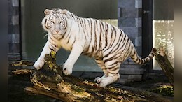 White Tiger Dies At Delhi Zoo Due To Age-Related Issues