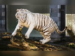 White Tiger Dies At Delhi Zoo Due To Age-Related Issues White Tiger Dies At Delhi Zoo Due To Age-Related Issues