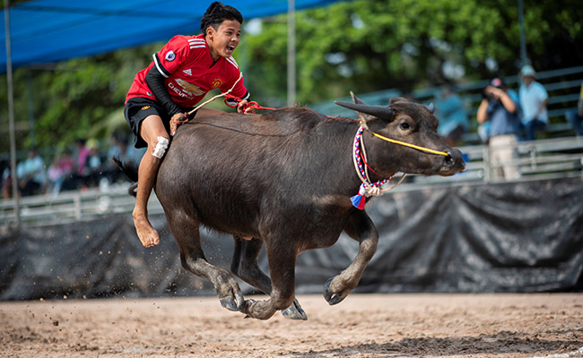 Buffaloes Plough Through Annual Thai Racing Festival