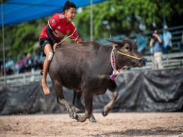 Buffaloes Plough Through Annual Thai Racing Festival Buffaloes Plough Through Annual Thai Racing Festival