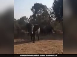गाड़ी में बैठकर खींच रहे थे जानवरों की तस्वीरें, हाथी ने गुस्से में किया ऐसा, वायरल हुआ VIDEO गाड़ी में बैठकर खींच रहे थे जानवरों की तस्वीरें, हाथी ने गुस्से में किया ऐसा, वायरल हुआ VIDEO