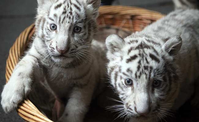China Purrs Over These White Tiger Triplets