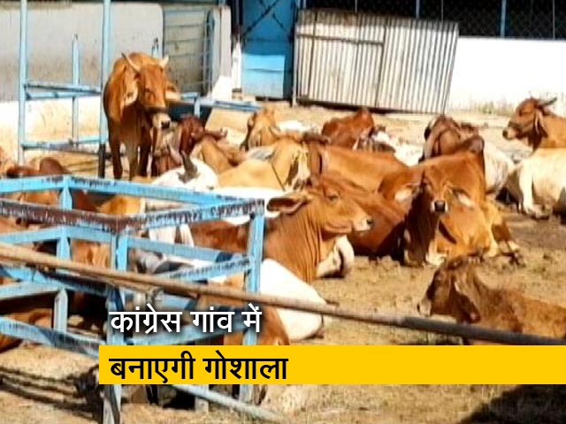 मध्य प्रदेश : चुनावी जंग में मुद्दा बनी गाय