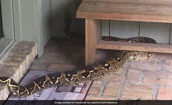 Family Stranded Outside Home, Thanks To 8-Foot Boa Constrictor Blocking Door
