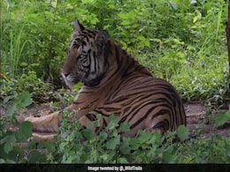 Tigress Sundari Tranquilised After Attacking 2 People In Odisha Tigress Sundari Tranquilised After Attacking 2 People In Odisha
