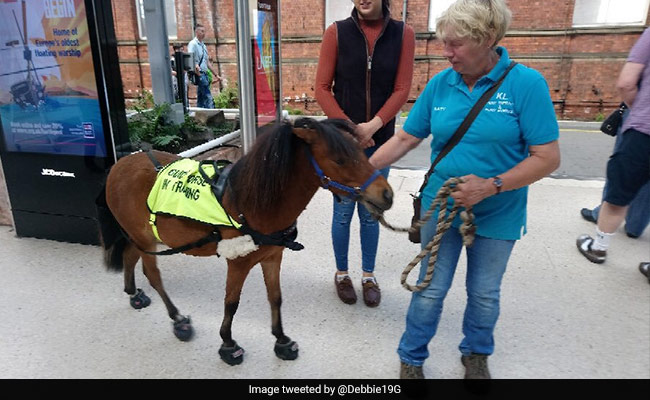 Indian-Origin Man With Eye Condition First To Get Guide Horse In UK