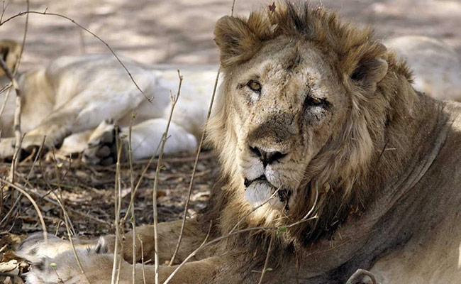 Rhino Poacher Killed By An Elephant And Then "Devoured" By Lions