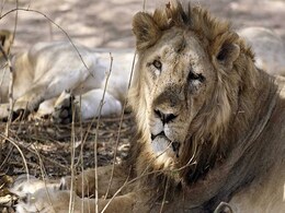 Gir Lioness Found Dead; Big Cat Death Toll Climbs To 30 Since September Gir Lioness Found Dead; Big Cat Death Toll Climbs To 30 Since September