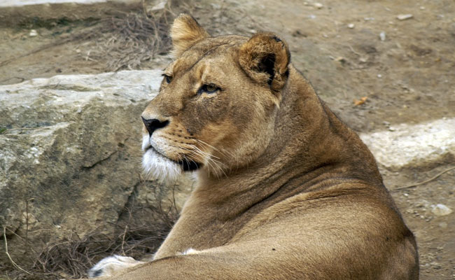 Lioness Dies At Gujarat Rescue Centre, Officials Say Kidney Failure Cause