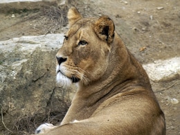 Lioness Died Of Suspected SARS-CoV2, 8 Lions Infected At Chennai Zoo Lioness Died Of Suspected SARS-CoV2, 8 Lions Infected At Chennai Zoo
