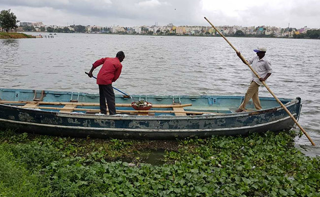 Thousands Of Snails Dying In Bengaluru Lake Baffles Experts