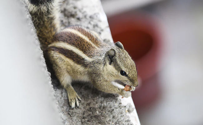 Thousands Of Residents Suffer Power Outage, Thanks To Tiny Squirrel