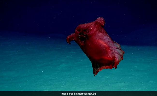Video Of "Headless Chicken Monster" Swimming In The Antarctic Ocean Is Viral
