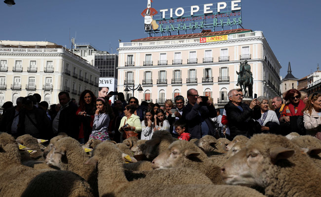 Sheep Replace Traffic In The Heart Of Spanish Capital