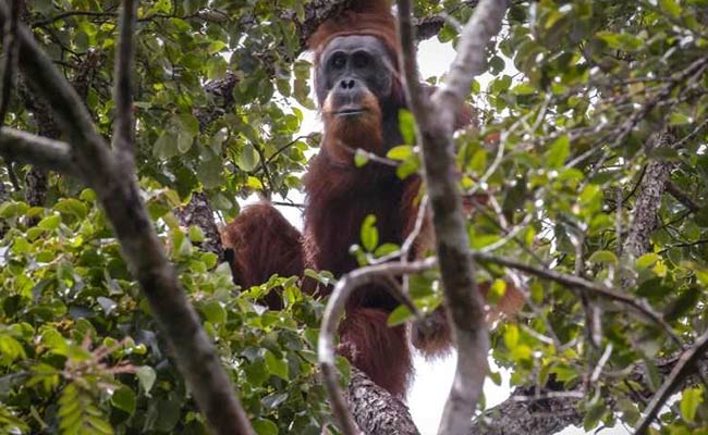 China-Backed Hydro Dam In Indonesia Threatens World's Rarest Orangutan