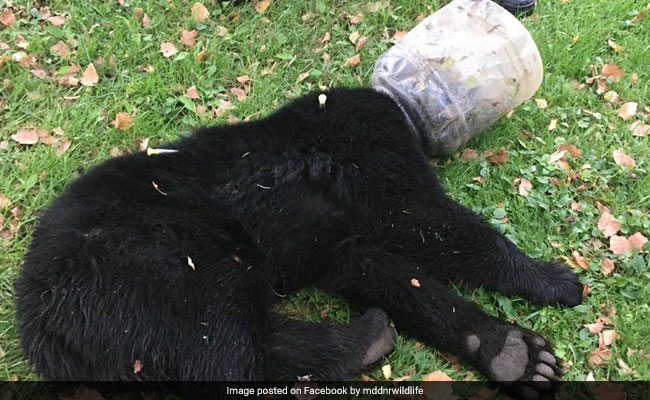 Bear Cub With Head Stuck In Jar Freed After 3 Days