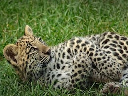 Forest Officers Went To Rescue A Leopard Cub, Ended Up Killing It Instead Forest Officers Went To Rescue A Leopard Cub, Ended Up Killing It Instead