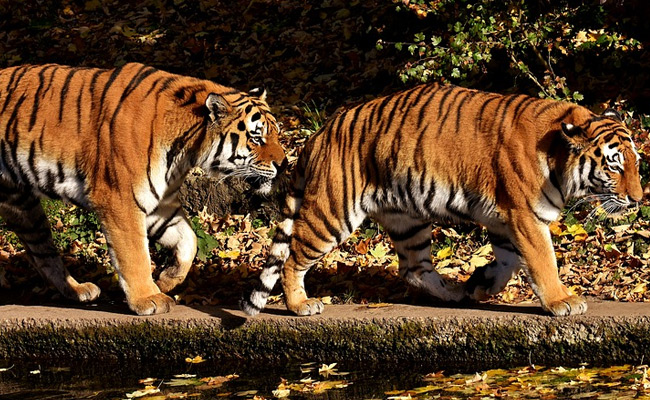 Madhya Pradesh Is India's "Tiger State", Latest Census Reveals
