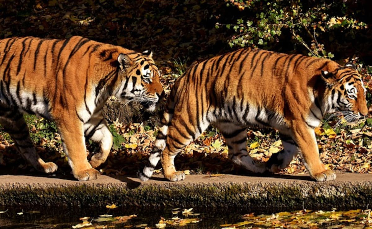 88 Tiger Deaths Unresolved Since 2020, Multiple Unexplained, Reveals RTI