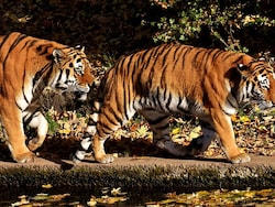 88 Tiger Deaths Unresolved Since 2020, Multiple Unexplained, Reveals RTI